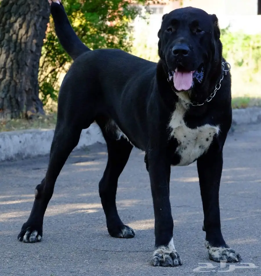 كلب الألباي (image 13)