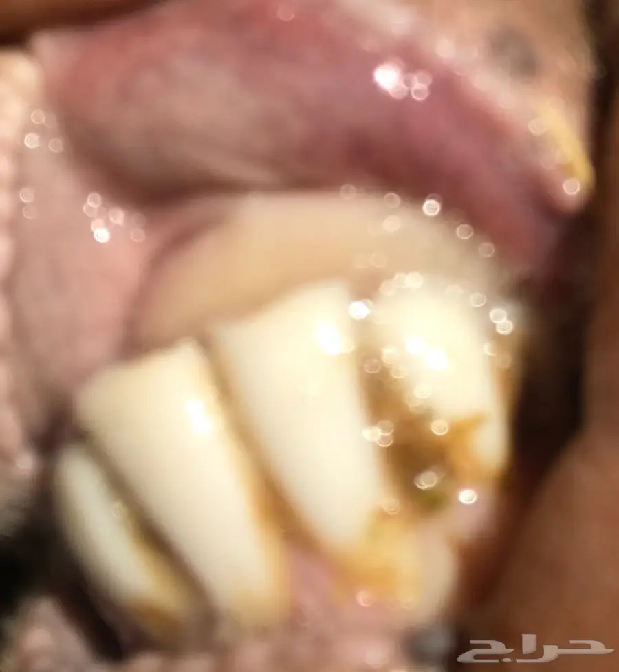 للبيع غنم نعيم ولد 8 تحتهن 8 (image 14)