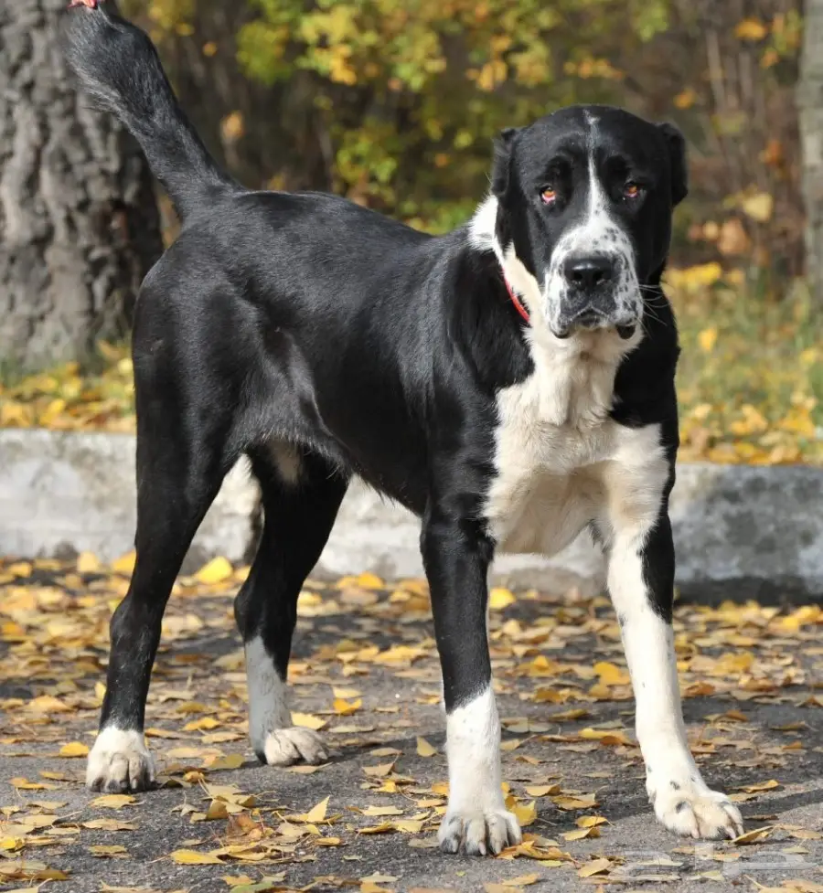 كلب الألباي (image 4)