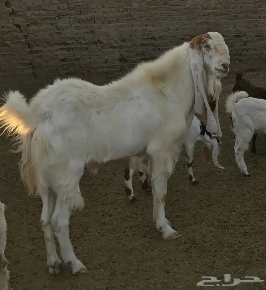 معزة مشروكة جرم ناهي (image 1)