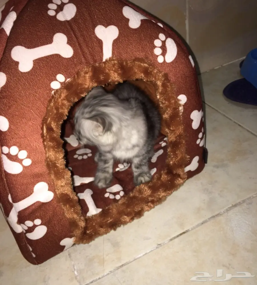 قطه جميله شيرازي  (image 5)