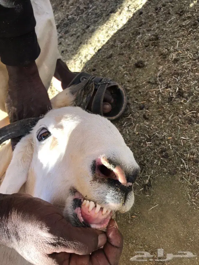 قطة لطيفة وموقرة - عمر 9 أشهر (image 2)