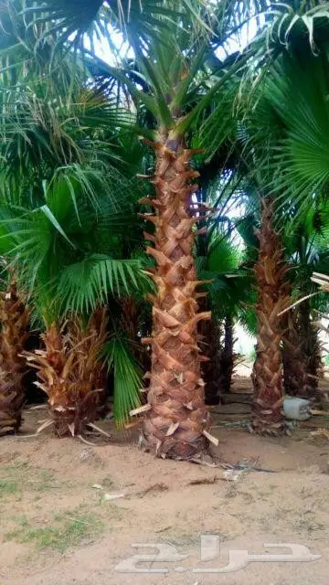 نخل واشنطن  (image 1)