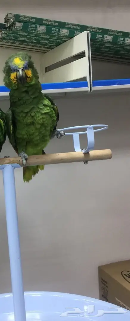 ببغاء امازوني 