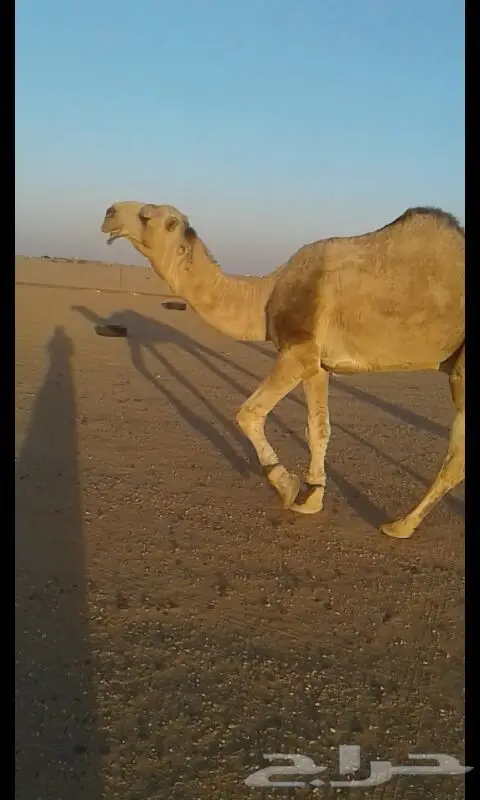 للبيع بعير ابو الهرش رماحين واتس اب فقط