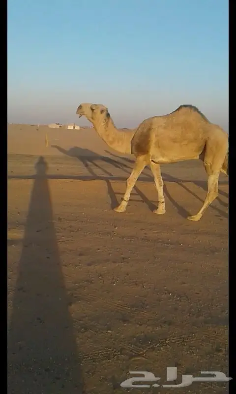 للبيع بعير ابو الهرش رماحين واتس اب فقط (image 1)