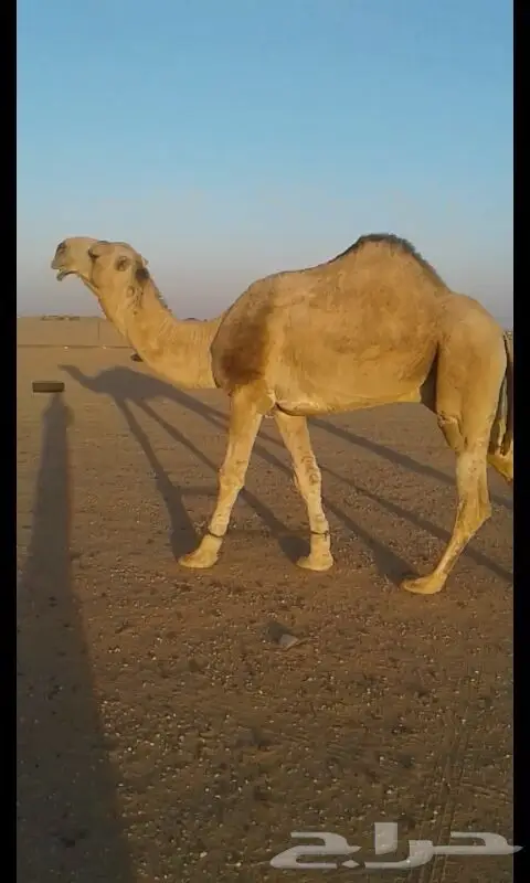 للبيع بعير ابو الهرش رماحين واتس اب فقط (image 2)