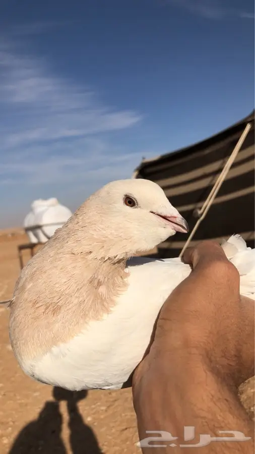 م شاء الله (image 1)