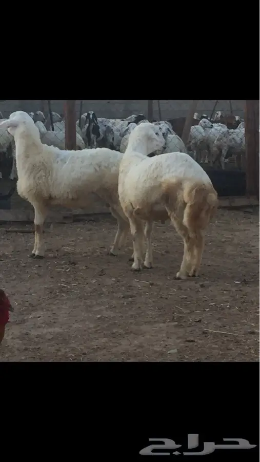 للبيع طليان ورخال شحم ولحم