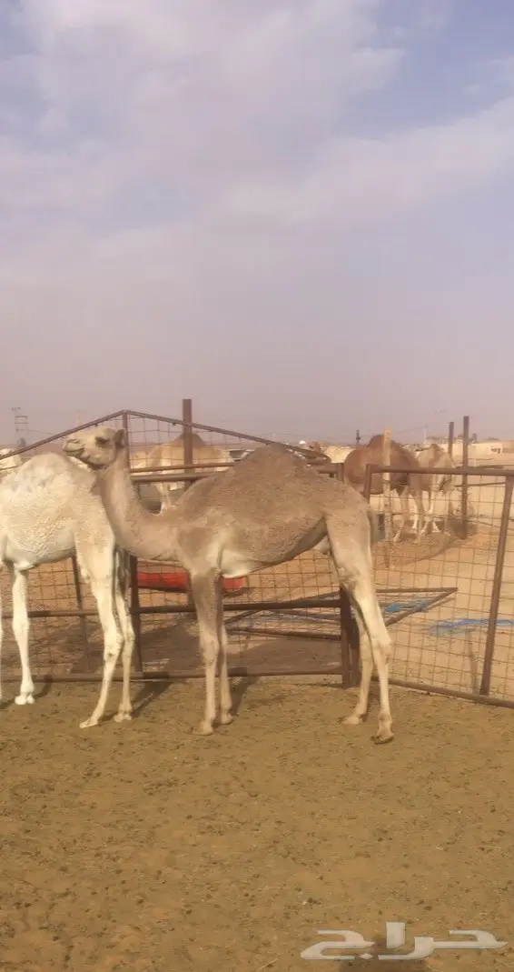 قعود فطيم للبيع  (image 2)