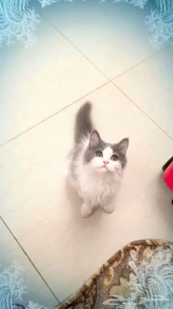 قطط شيرازية للبيع. انتاج جيد