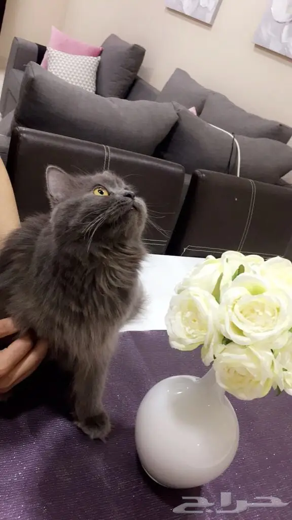 قط شيرازي للبيع