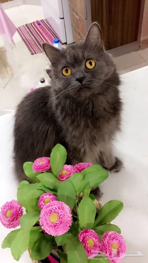 قط شيرازي للبيع (image 1)