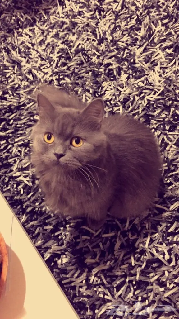 قط شيرازي للبيع (image 2)