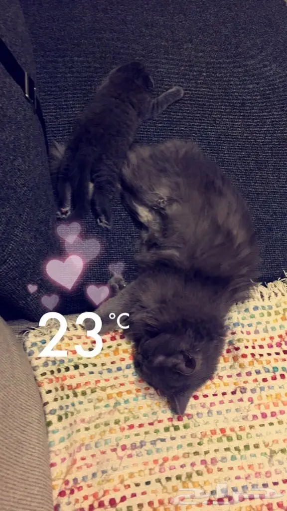 قط شيرازي للبيع (image 3)