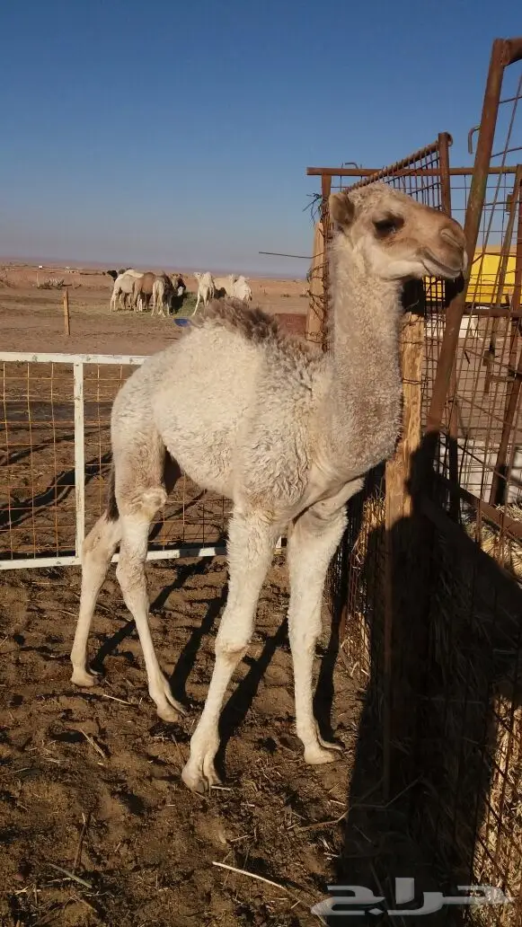 ناقة معمرة ممتازة للبيع (image 3)