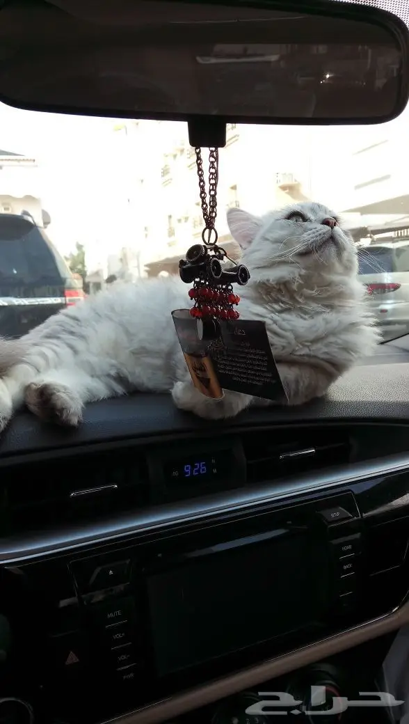 قطط شيرازي وهاف بيكي للبيع