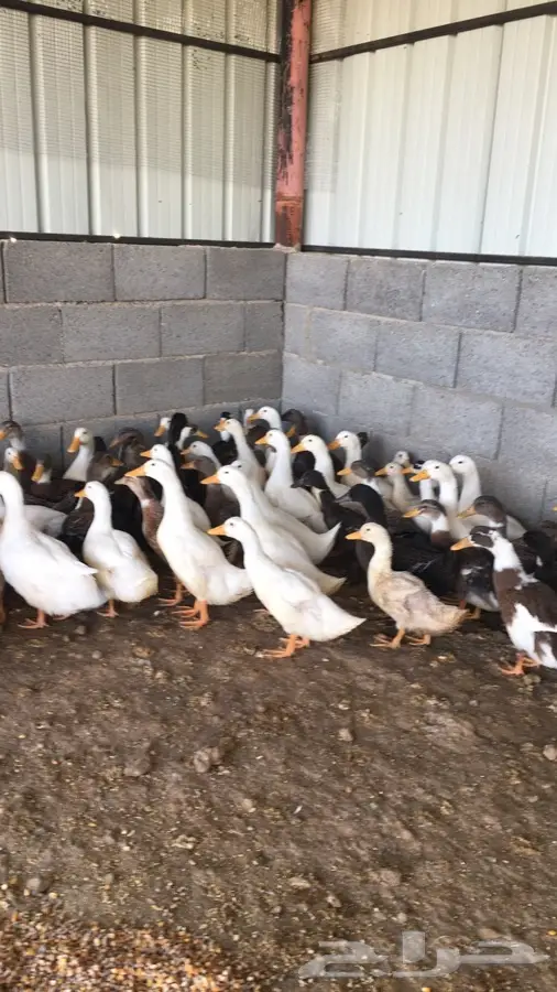 بكينى - أحدث تشكيلة! (image 1)