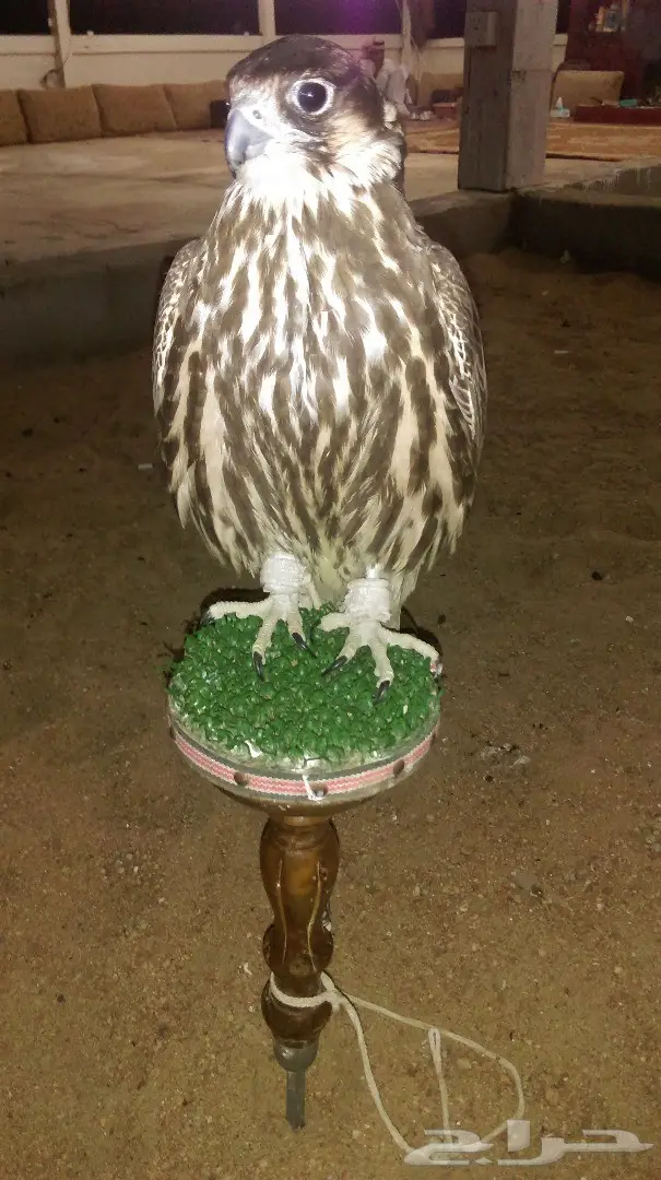 للبيع صقر (image 1)