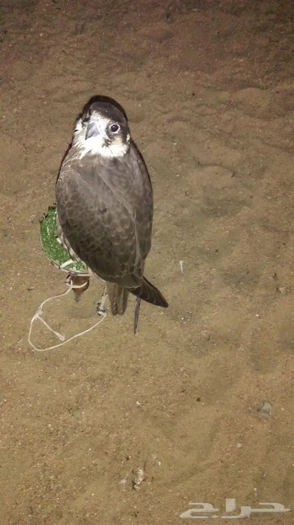 للبيع صقر (image 2)