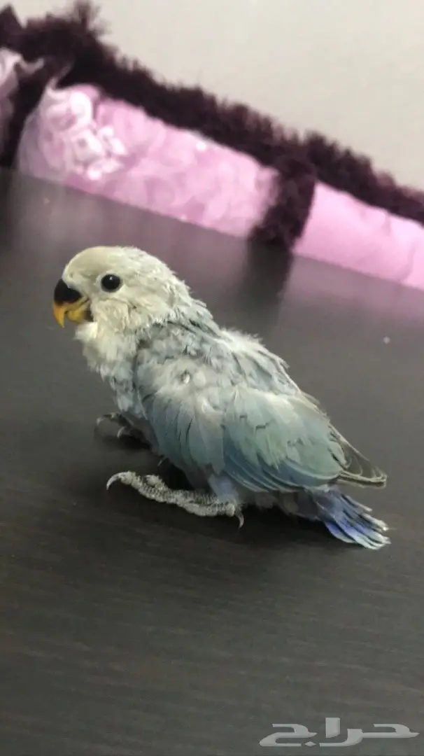 فرخين روز غر 