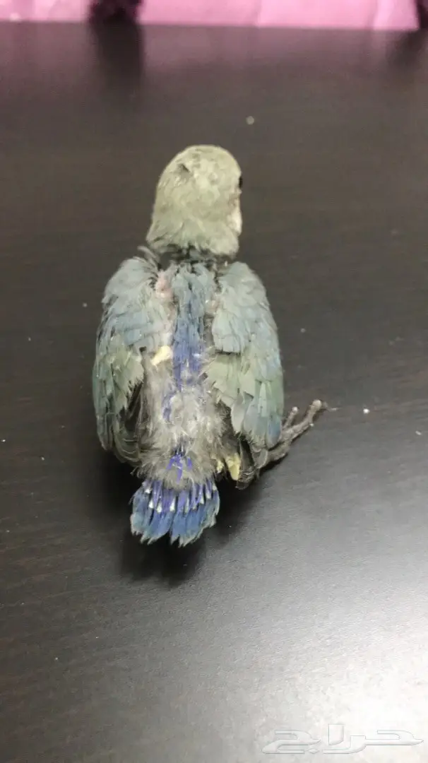 فرخين روز غر  (image 4)