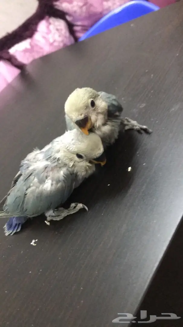 فرخين روز غر  (image 6)