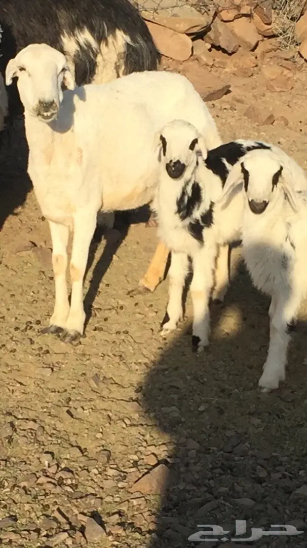 أبقار حلوب مميزة للبيع أو المقايضة (image 2)