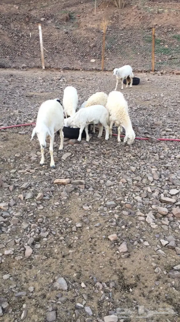 أبقار حلوب مميزة للبيع أو المقايضة (image 3)