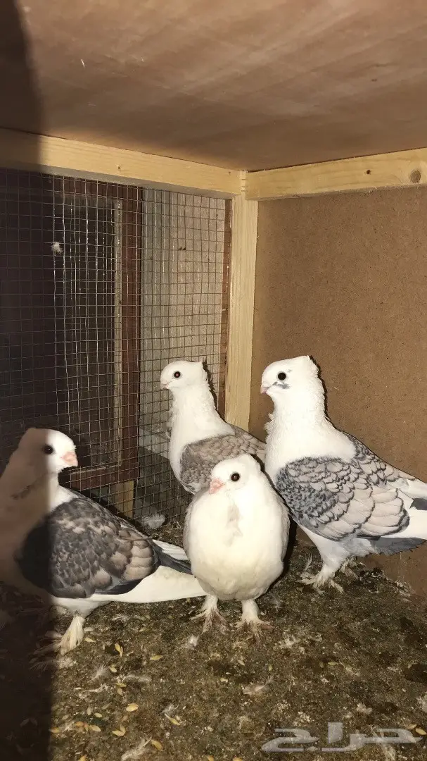 حب رمان  (image 1)