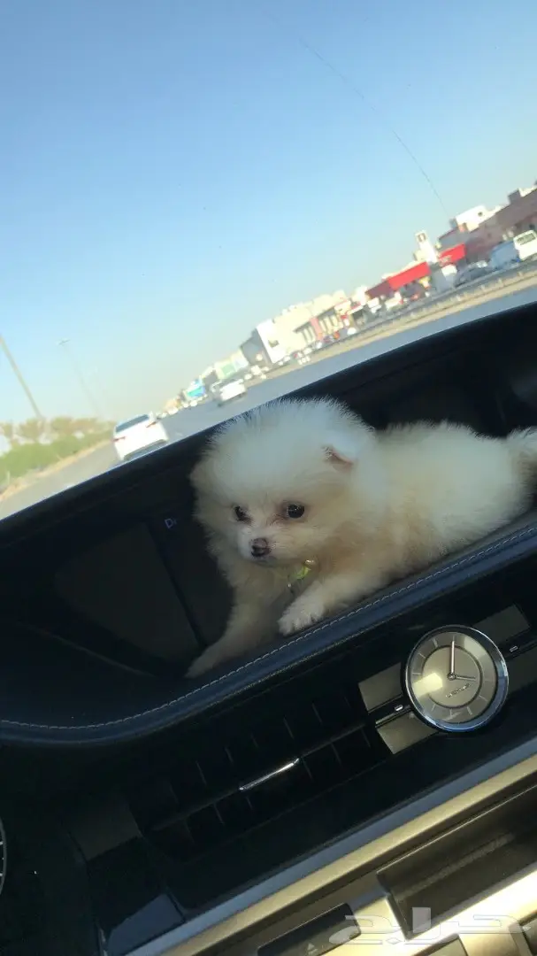 كلب بومرينيان (image 1)