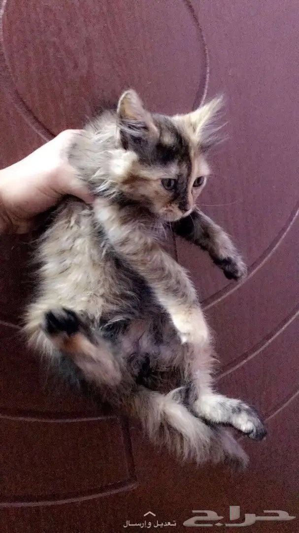 قطه للبيع