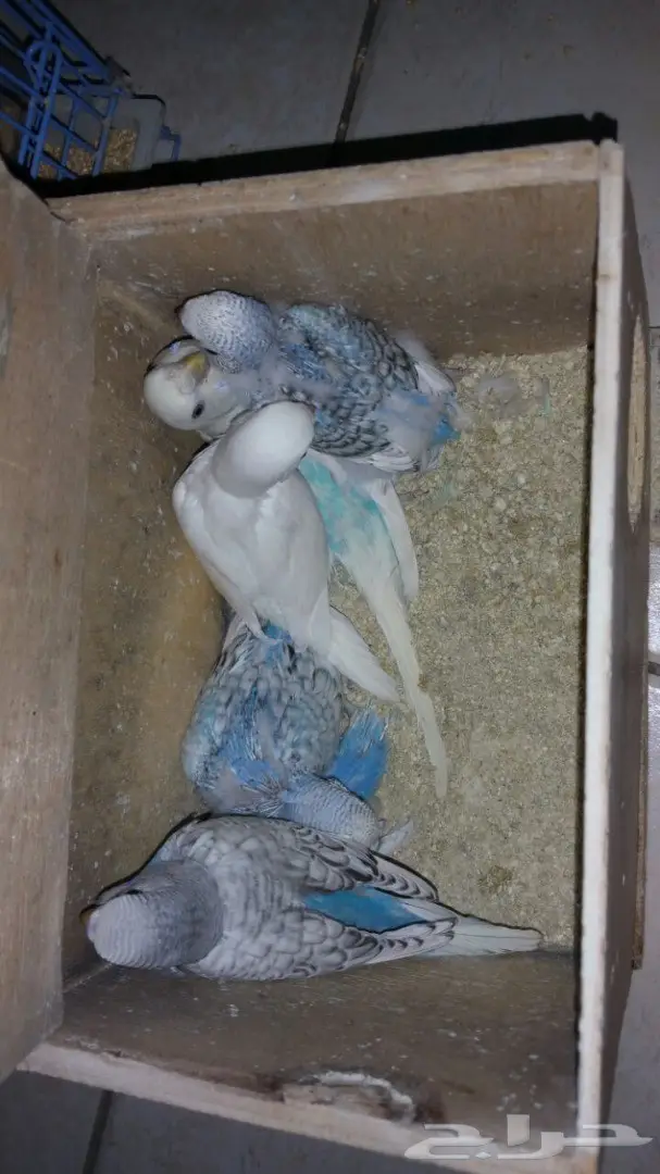 فروخ طيور الحب هولندي