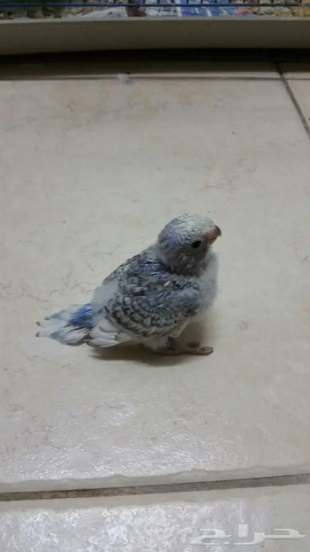 فروخ طيور الحب هولندي (image 1)