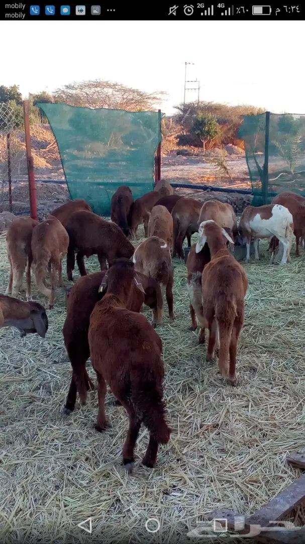 غنم سواكن اعمارها 5شهور تقريبا ب400ريال