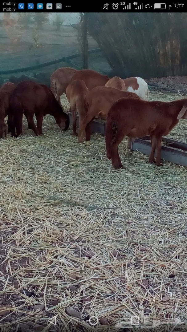 غنم سواكن اعمارها 5شهور تقريبا ب400ريال (image 1)