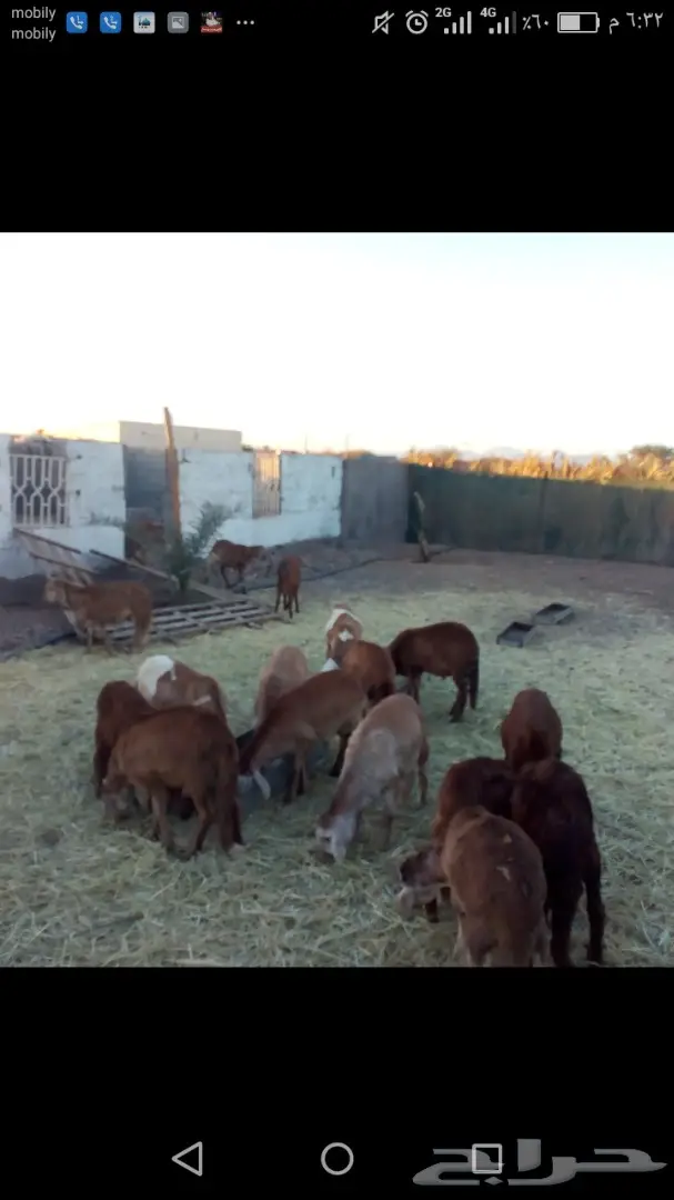 غنم سواكن اعمارها 5شهور تقريبا ب400ريال (image 3)