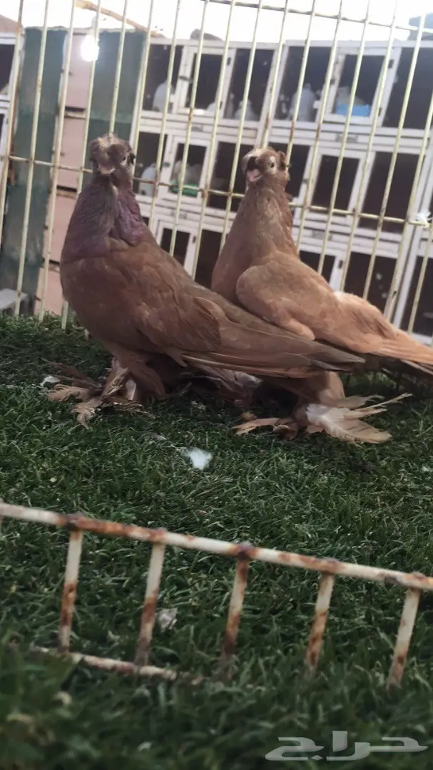 ((جوز اوزبك((احمر صك))