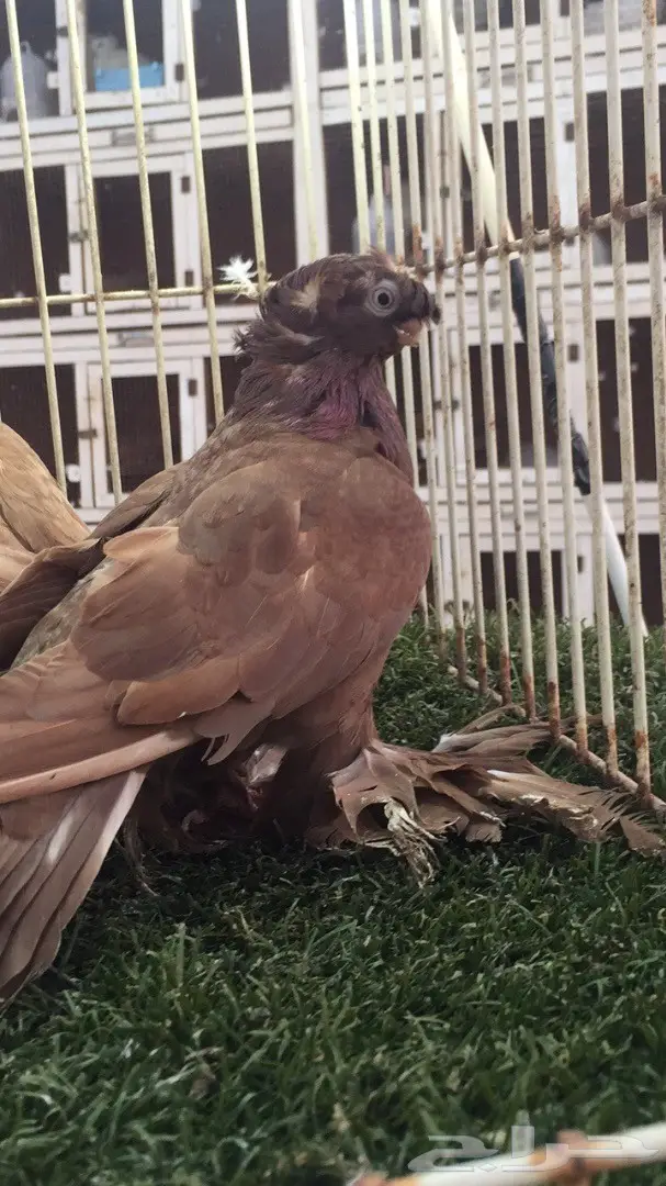 ((جوز اوزبك((احمر صك)) (image 1)