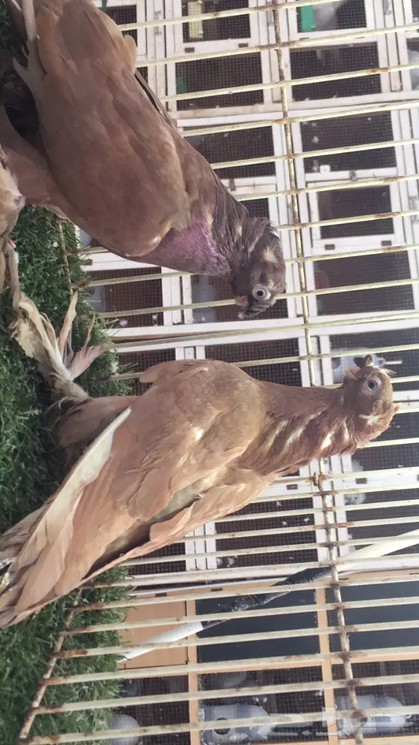 ((جوز اوزبك((احمر صك)) (image 3)