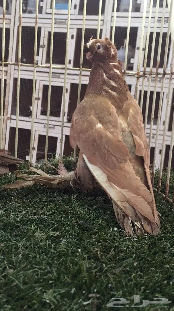 ((جوز اوزبك((احمر صك)) (image 4)