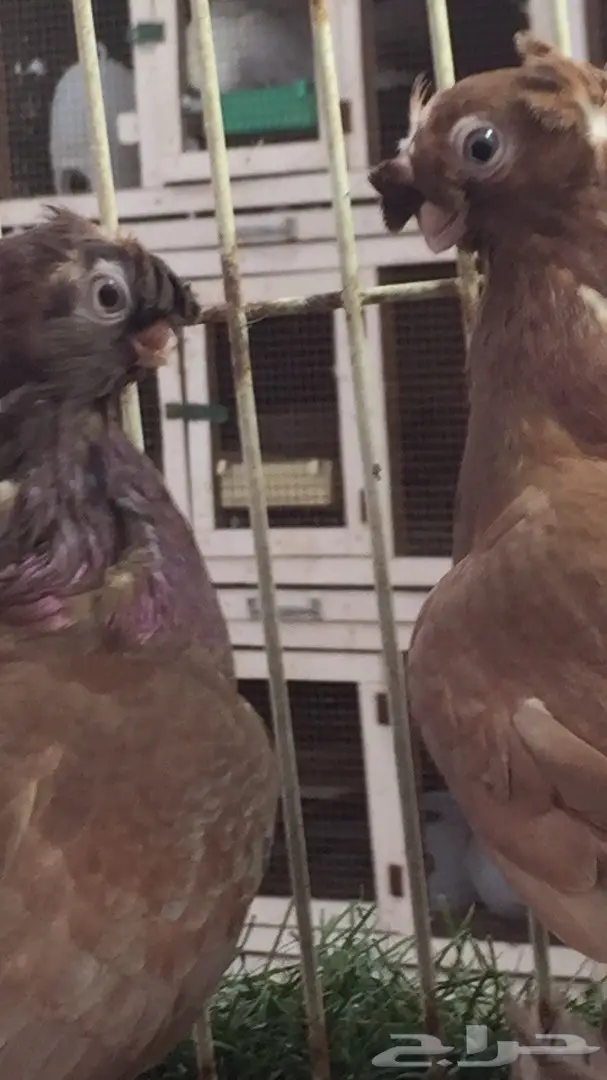 ((جوز اوزبك((احمر صك)) (image 6)