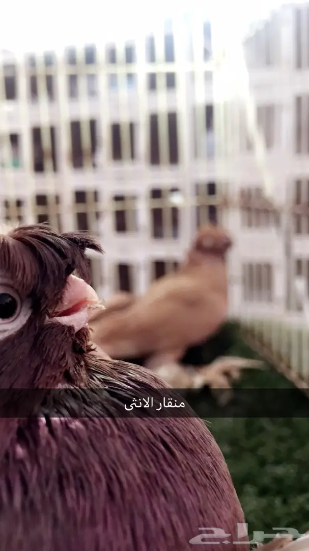 ((جوز اوزبك((احمر صك)) (image 9)