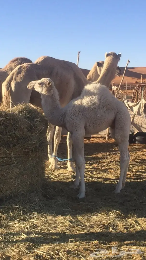 حوار للبيع عمره ثلاث شهور 