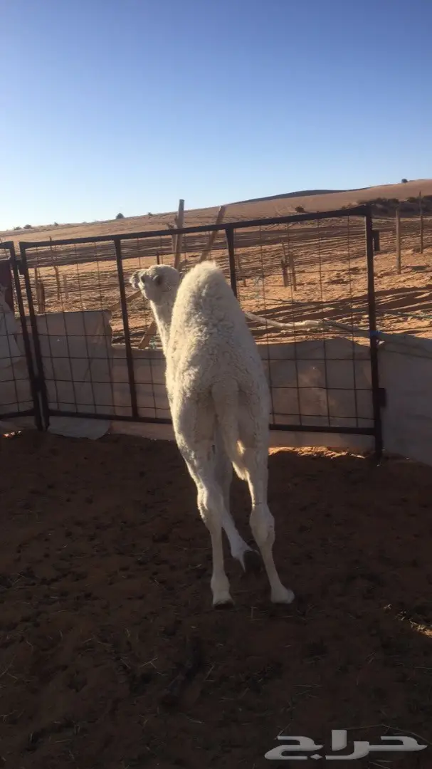 حوار للبيع عمره ثلاث شهور  (image 1)