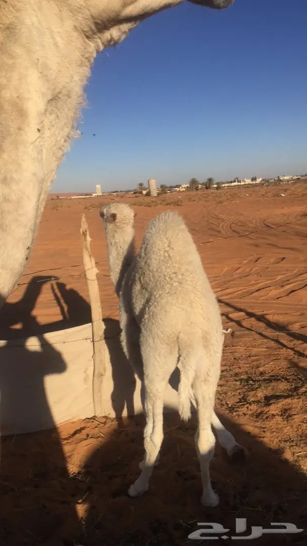 حوار للبيع عمره ثلاث شهور  (image 2)