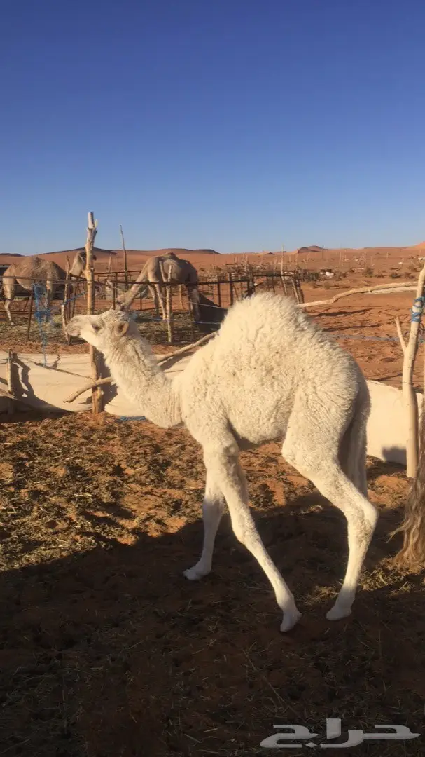 حوار للبيع عمره ثلاث شهور  (image 3)