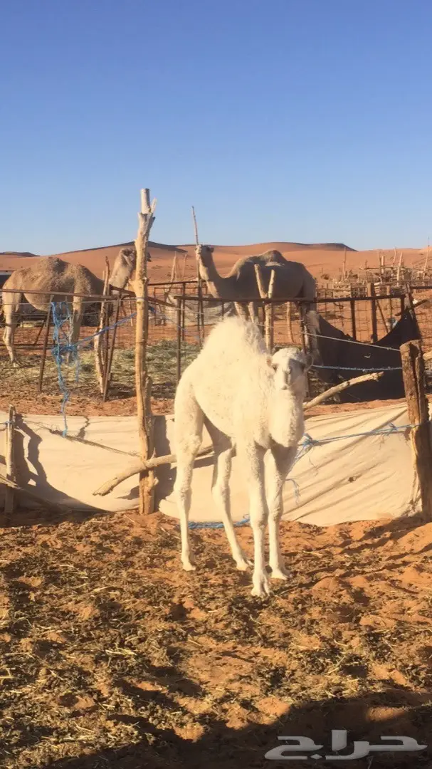 حوار للبيع عمره ثلاث شهور  (image 4)