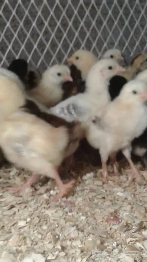 دجاج بلدي بصوص شهي - فرخة و دجاج (image 1)