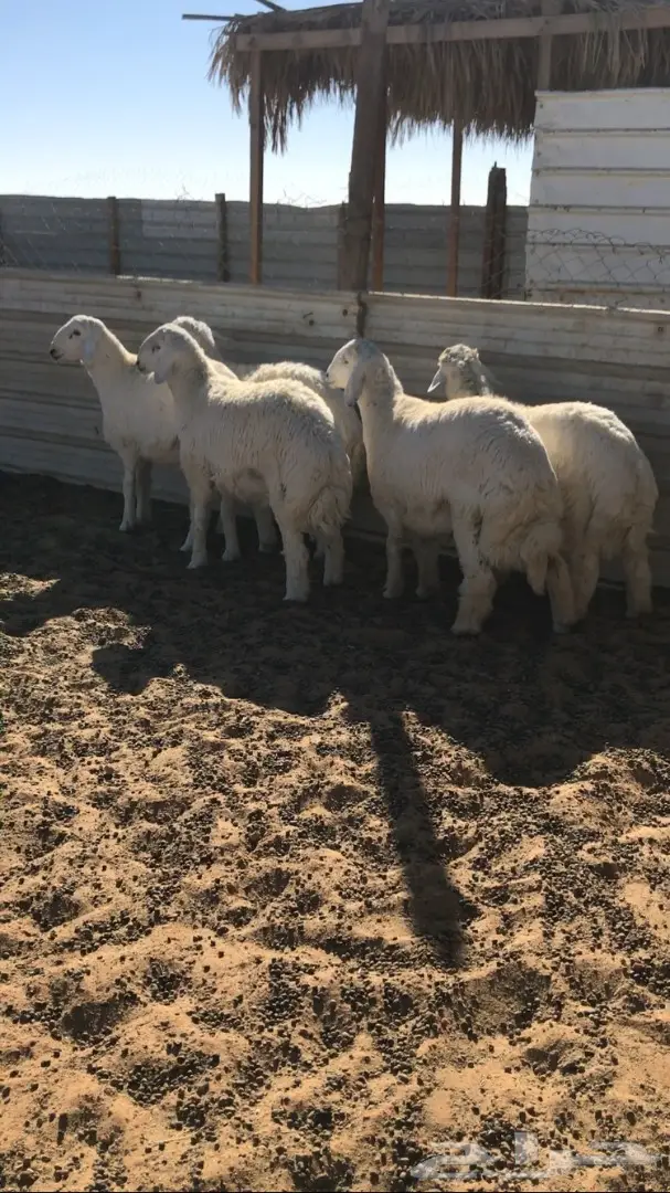 جذعان للمناسبات 